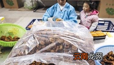 罗汉果采收与加工方法 罗汉果的采收时间