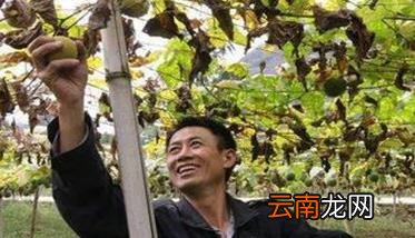 罗汉果采收与加工方法 罗汉果的采收时间