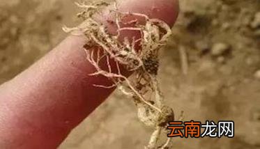 罗汉果有哪些病虫害，如何防治