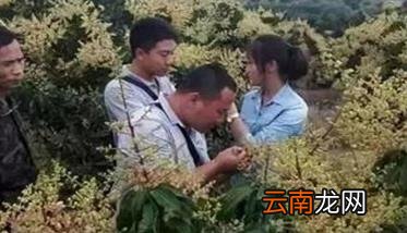 四季芒果种植方法 四季芒果栽培技术