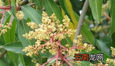 四季芒果种植方法 四季芒果栽培技术