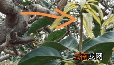 芒果保花保果新方法 芒果怎样保花