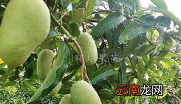 四季芒果种植方法 四季芒果栽培技术