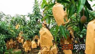 芒果保花保果新方法 芒果怎样保花