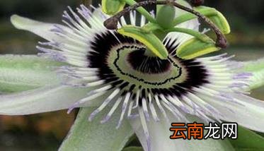 西番莲养殖方法 西番莲种植方法