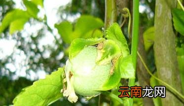 西番莲养殖方法 西番莲种植方法