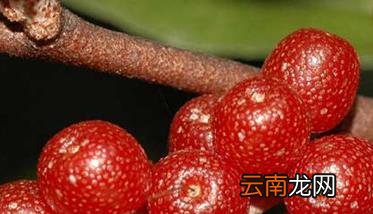 羊奶果的营养价值 羊奶果种植技术