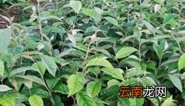 羊奶果的营养价值 羊奶果种植技术