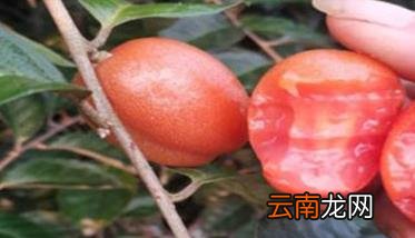 羊奶果的营养价值 羊奶果种植技术