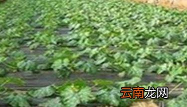 角瓜高产栽培技术 刺角瓜栽培技术要点