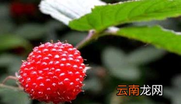 树莓种植方法 树莓如何种植能高产