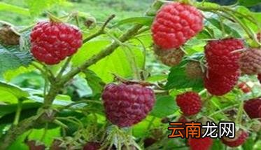 树莓种植方法 树莓如何种植能高产
