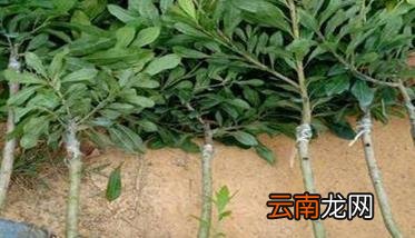 杨梅种植方法及病虫害防治要点