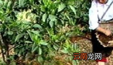 杨梅种植方法及病虫害防治要点