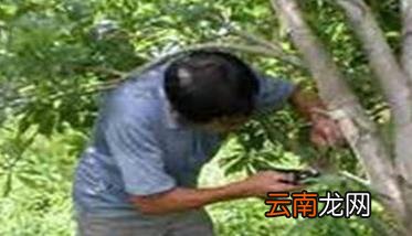 杨梅种植方法及病虫害防治要点