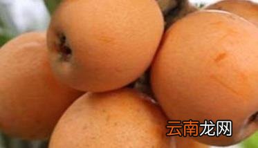 枇杷溃疡病的症状及防治方法 枇杷 溃疡