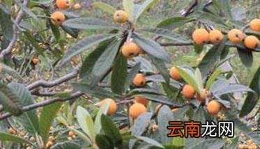 枇杷溃疡病的症状及防治方法 枇杷 溃疡