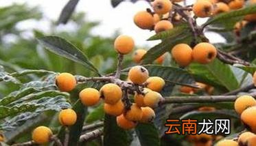 枇杷溃疡病的症状及防治方法 枇杷 溃疡