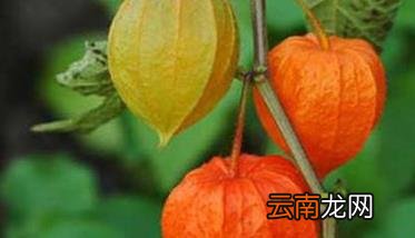 含羞果种植技术及主要步骤 含羞果种植条件要求