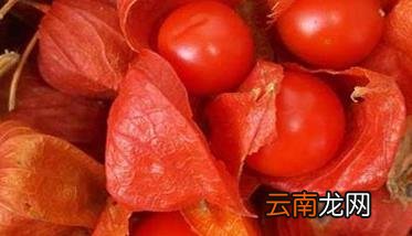 含羞果种植技术及主要步骤 含羞果种植条件要求