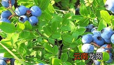 蓝莓苗几年结果 蓝莓苗什么时候种植