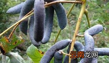猫屎瓜能吃吗 猫屎瓜种植技术