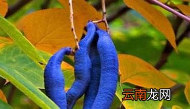 猫屎瓜能吃吗 猫屎瓜种植技术