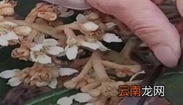 枇杷的冬季管理措施有哪些，春季枇杷怎么管理