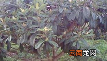 枇杷的冬季管理措施有哪些，春季枇杷怎么管理