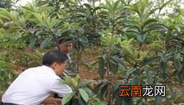 枇杷的冬季管理措施有哪些，春季枇杷怎么管理