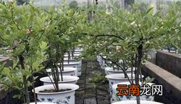 盆栽蓝莓的种植方法 盆栽蓝莓的种植方法和技术