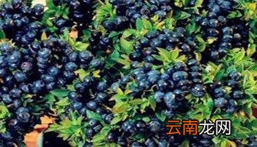 盆栽蓝莓的种植方法 盆栽蓝莓的种植方法和技术