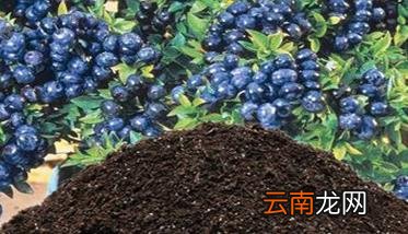 盆栽蓝莓的种植方法 盆栽蓝莓的种植方法和技术