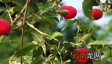 树莓种植方法 树莓栽培管理技术