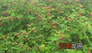 树莓种植方法 树莓栽培管理技术