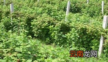 树莓种植方法 树莓栽培管理技术