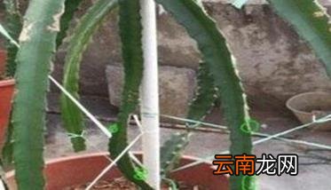 盆栽火龙果的种植方法与技术要点