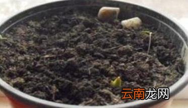 盆栽火龙果的种植方法与技术要点
