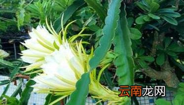 盆栽火龙果的种植方法与技术要点