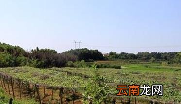 罗汉果种植区域 丘陵地区罗汉果种植技术