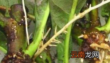 如何扦插枇杷树 扦插枇杷树注意事项