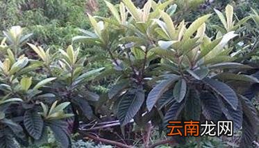 如何扦插枇杷树 扦插枇杷树注意事项