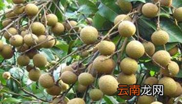 反季节龙眼栽培提高氯酸钾使用效果的措施