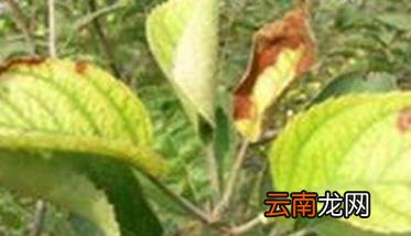 果树药害图片 果树药害的解救措施