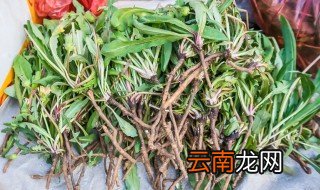 辣根的种植 什么地方适合种植辣根菜