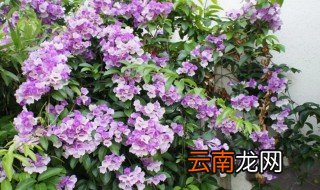 蒜香花适合什么地方种植最好 蒜香花适合什么地方种植