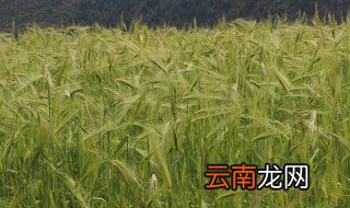 最适合种植青稞的农业区 青稞适合什么地方种植