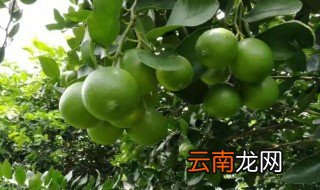 南方什么地方适合种植柠檬草 南方什么地方适合种植柠檬