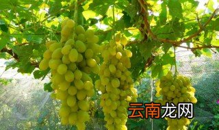 马奶葡萄适合什么地方种植 马奶提葡萄种植条件