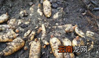 天麻适合种植在什么地方 天麻适宜种植在什么地方